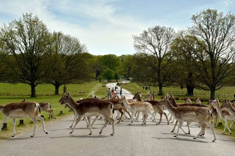 Deer cross the road in Richmond Park, one of the best areas to live in London for green space and parks